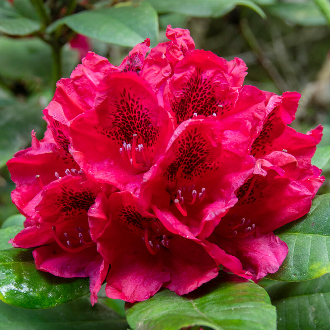 Rhododendron Plants | Rhododendron Bush | Gardeners Dream