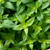 Sweet Marjoram
