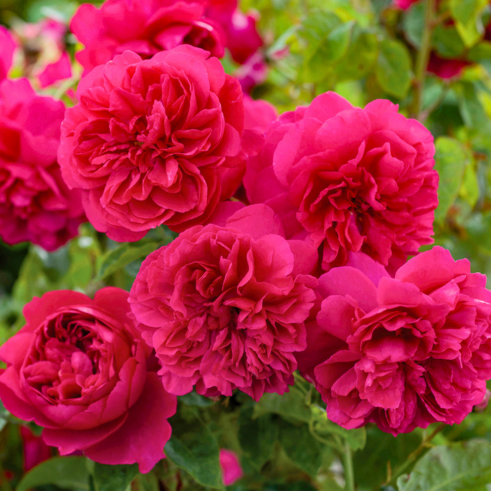 Rosa 'Thomas a Becket' | Shrub Rose – Gardeners Dream