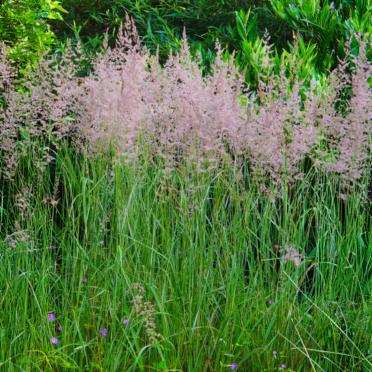 Calamagrostis 'Overdam'