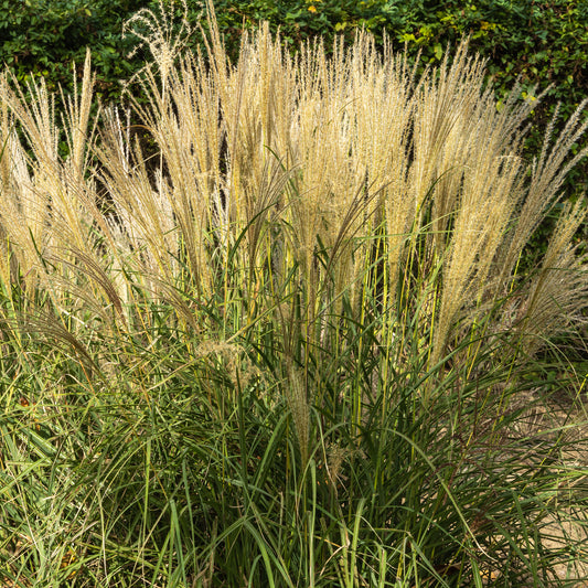 Miscanthus 'Gracillimus'