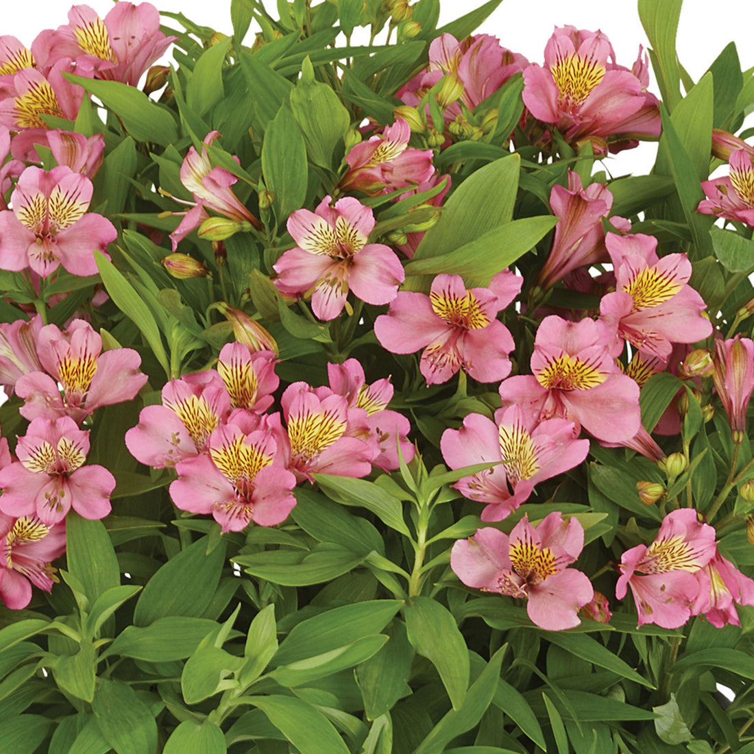 Alstroemeria 'Summer Rose' | Outdoor Plants – Gardeners Dream