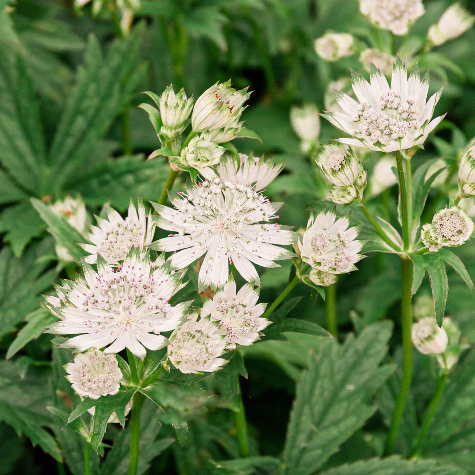 Astrantia Shaggy Outdoor Plants Gardeners Dream astrantia-shaggy-outdoor-plants-gardeners-dream