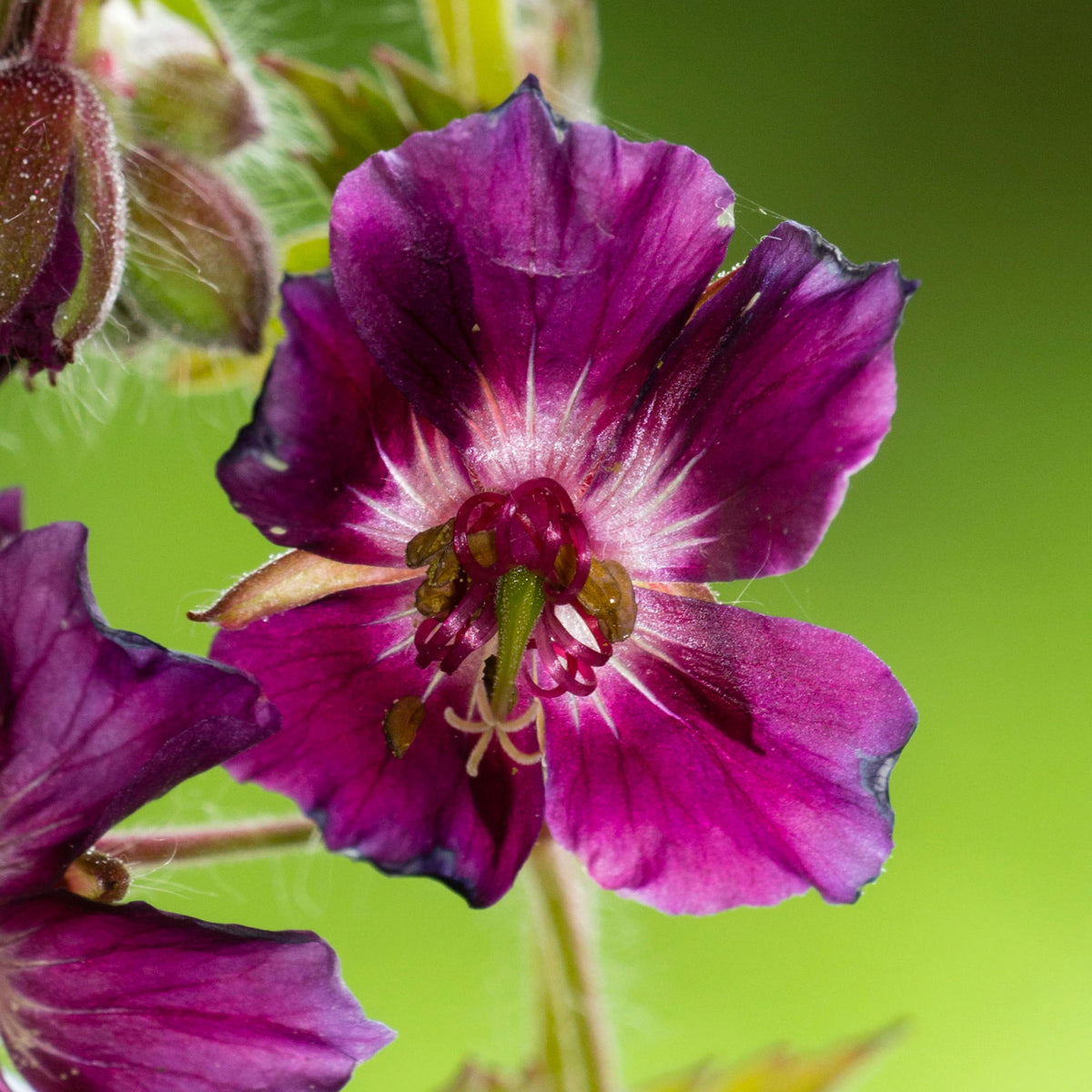 Geranium 'Samobor' | Outdoor Plants – Gardeners Dream