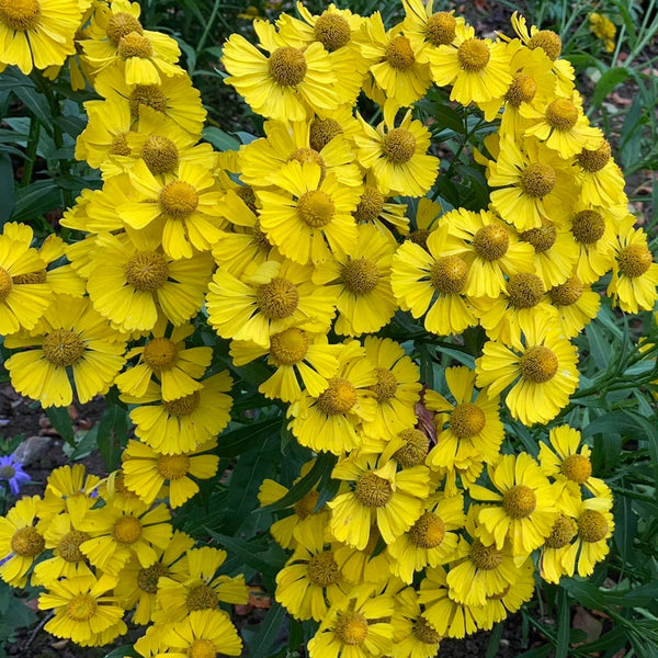 Helenium Gold' | Helenium – Gardeners Dream