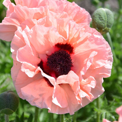 Papaver 'Waltzing Elizabeth' | Outdoor Plants – Gardeners Dream