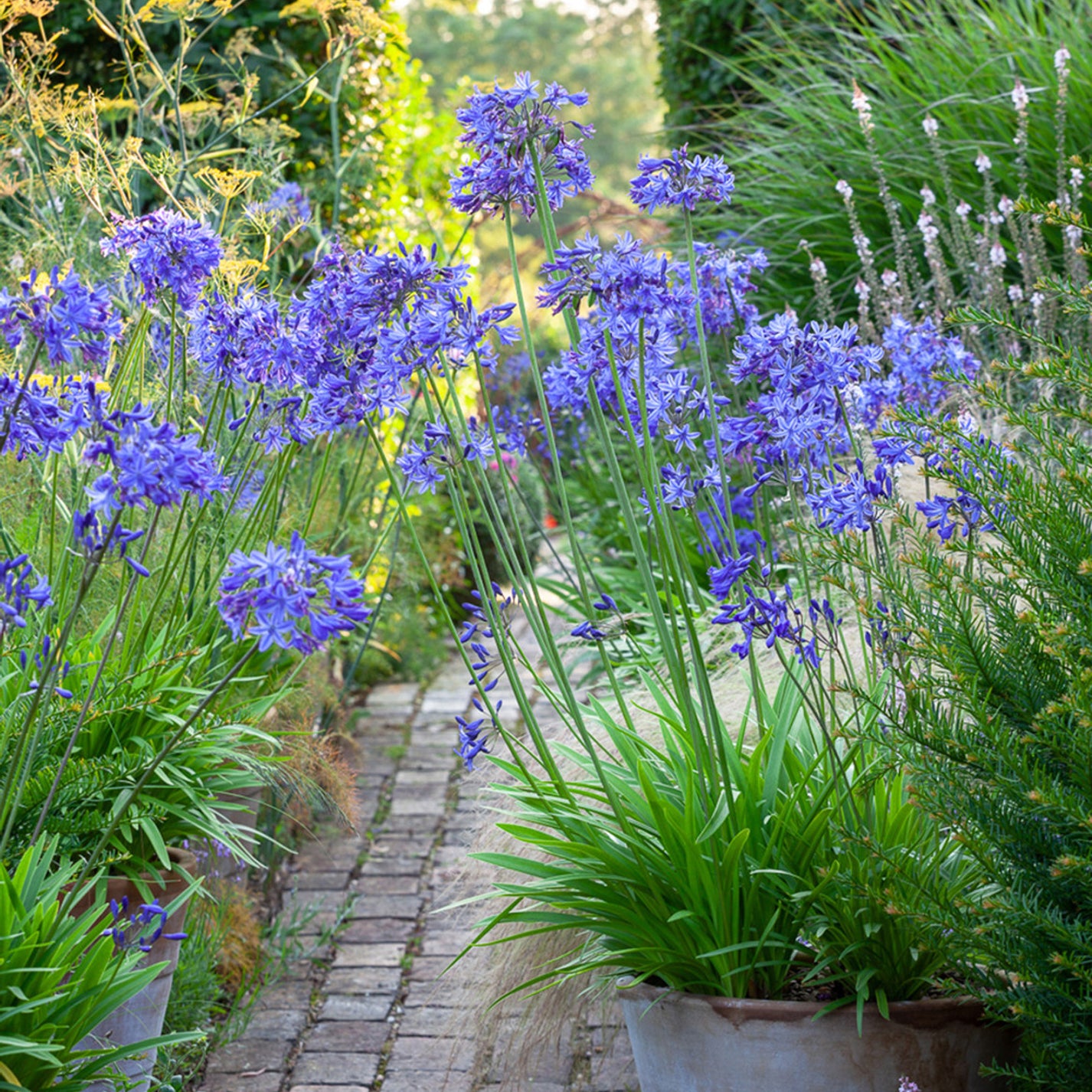 Agapanthus Northern Star Agapanthus PBR Gardeners Dream agapanthus-northern-star-agapanthus-pbr-gardeners-dream