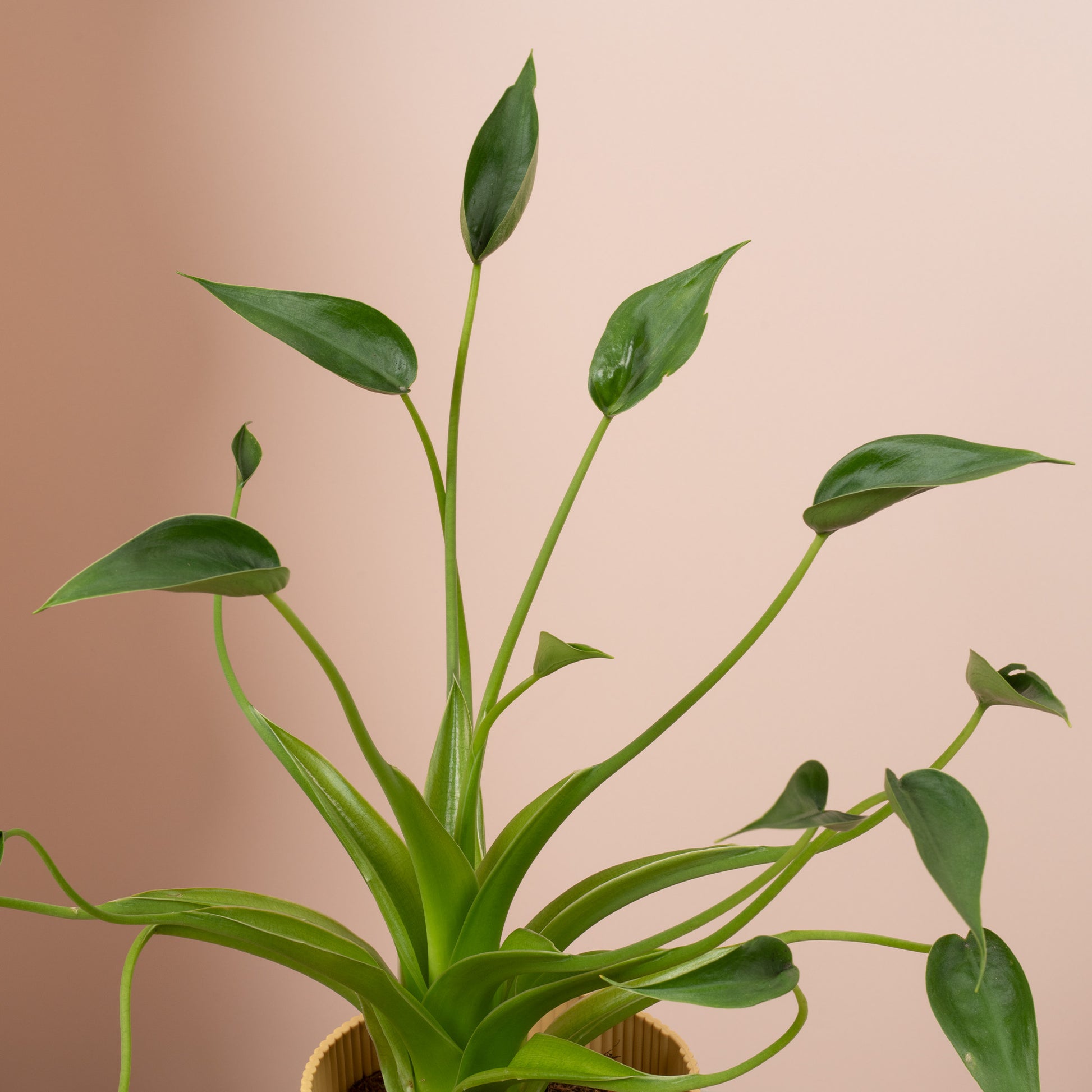 tiny elephant ear plant Alocasia 'Tiny Dancer'