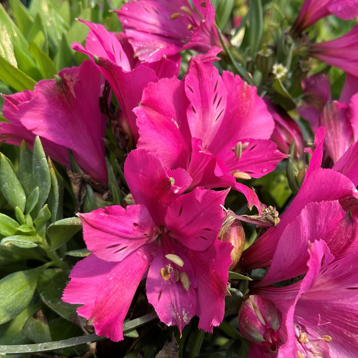 Alstroemeria Machu