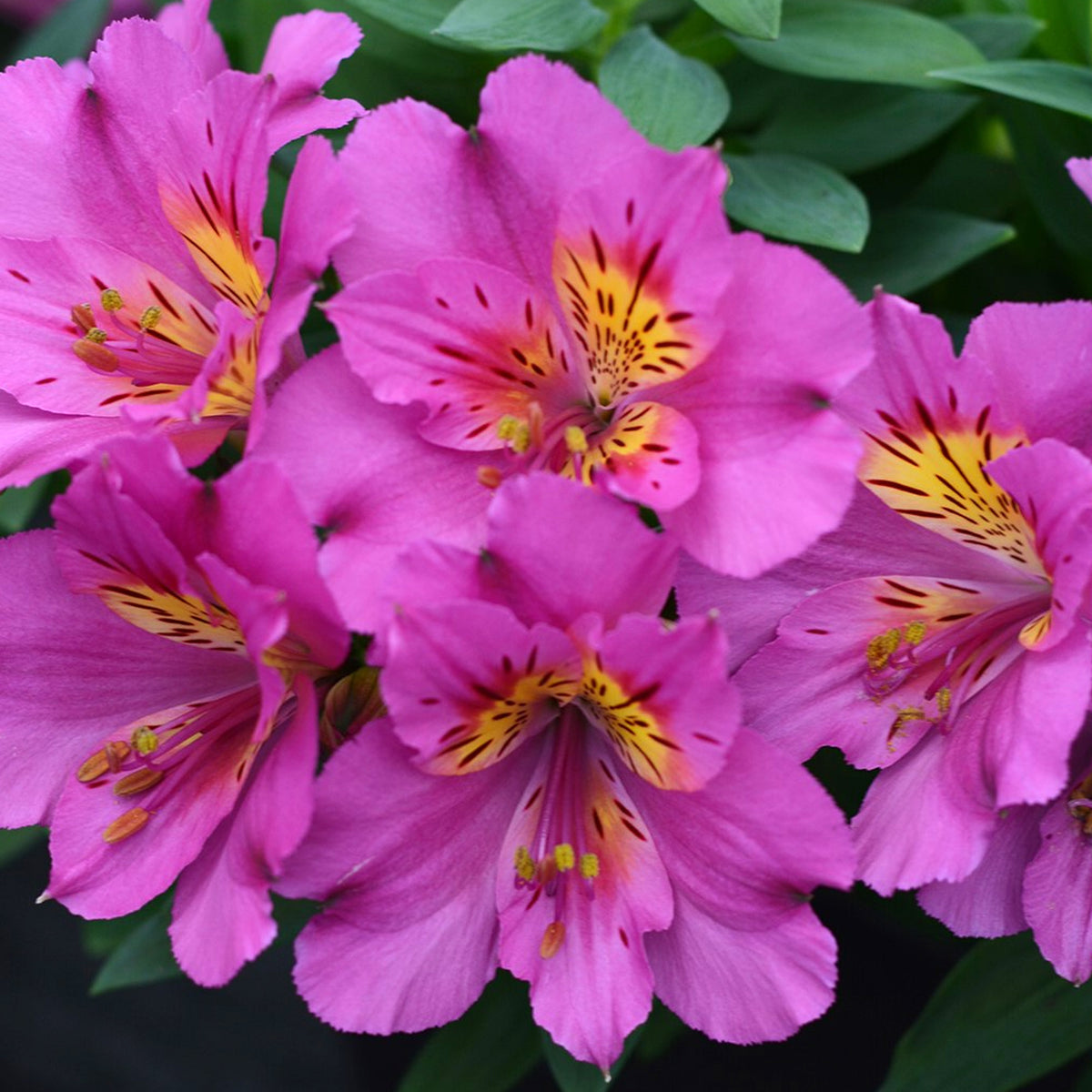 Alstroemeria Sunstar