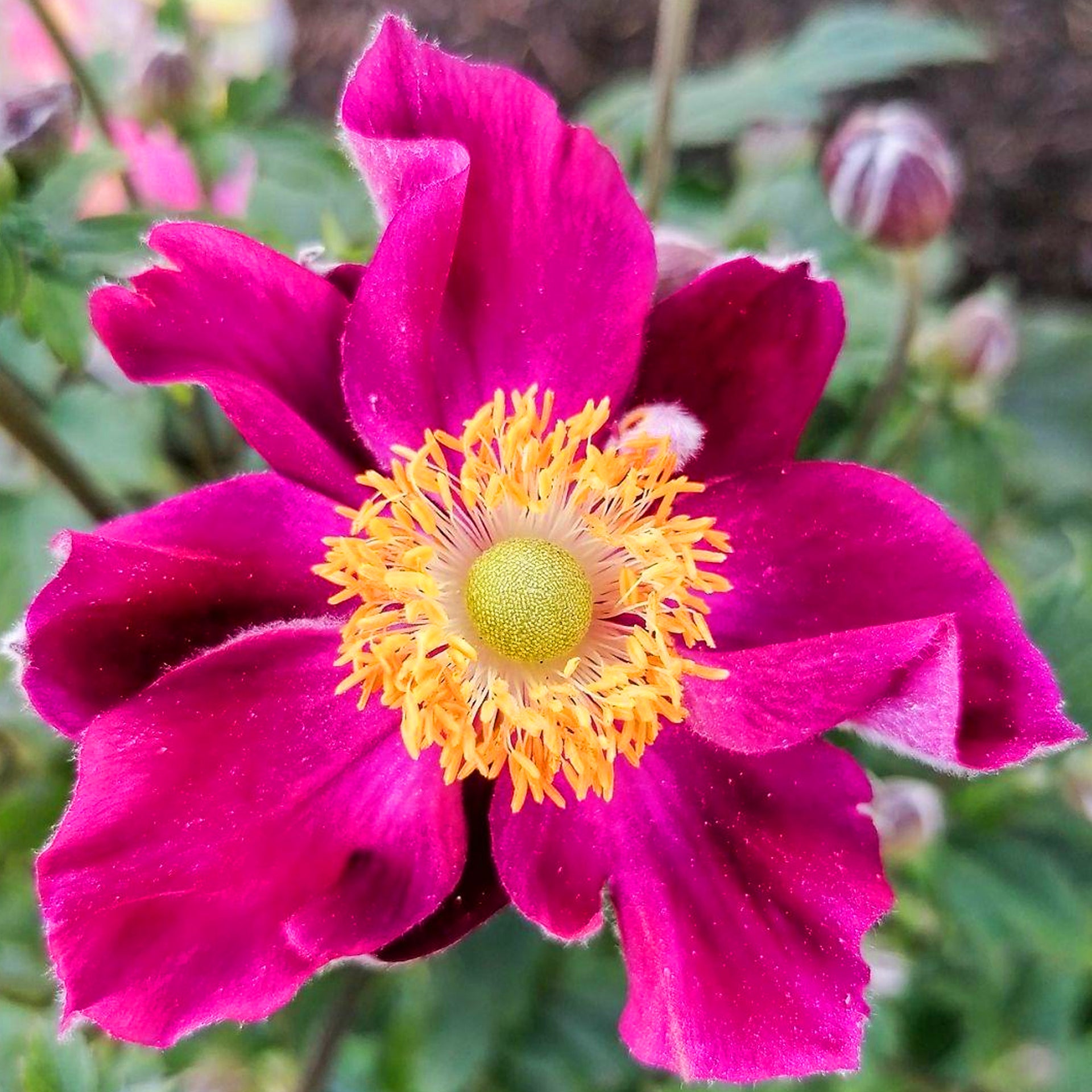 Anemone Fantasy Ariel