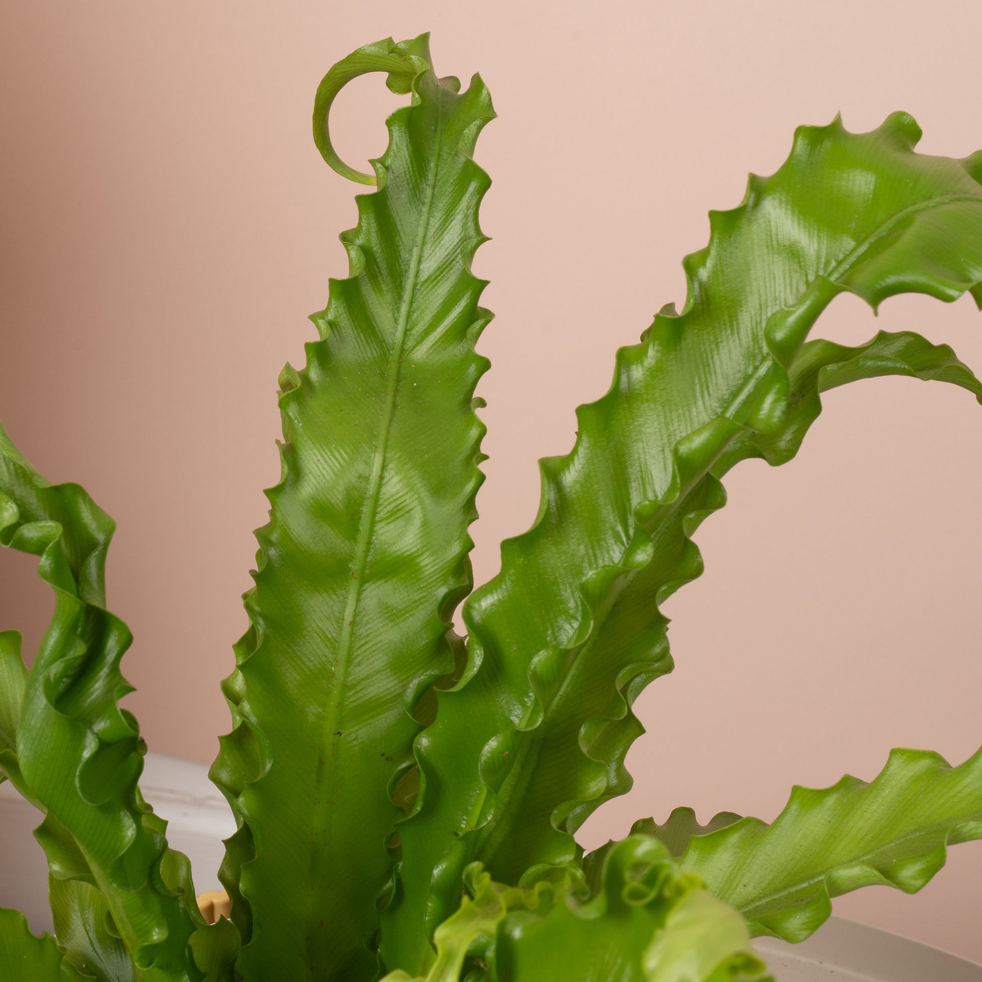 bird's nest fern osaka Asplenium 'Osaka'