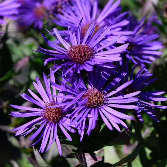 Aster 'Grape Crush'