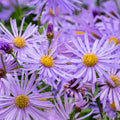 Aster x frikartii 'Mönch'