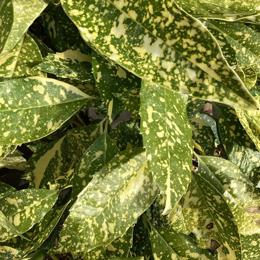 Aucuba 'Crotonifolia'