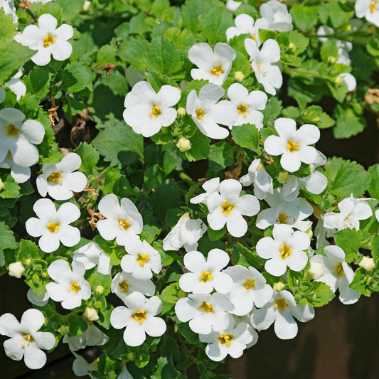 Bacopa 'Snowflake' Carry Pack