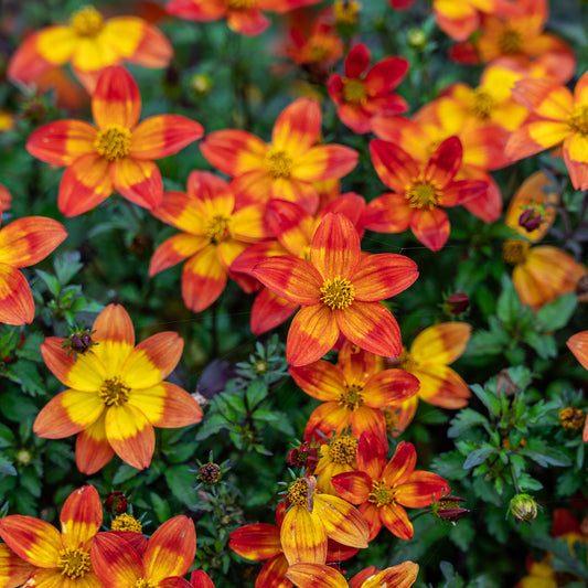 Bidens 'Red Yellow' Carry Pack