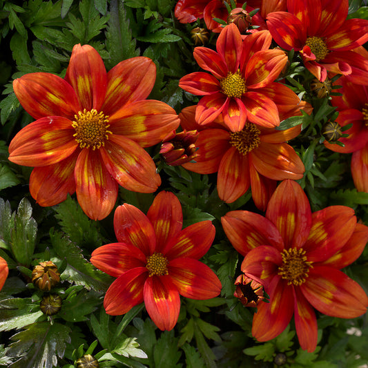 Bidens 'Volcano' Carry Pack