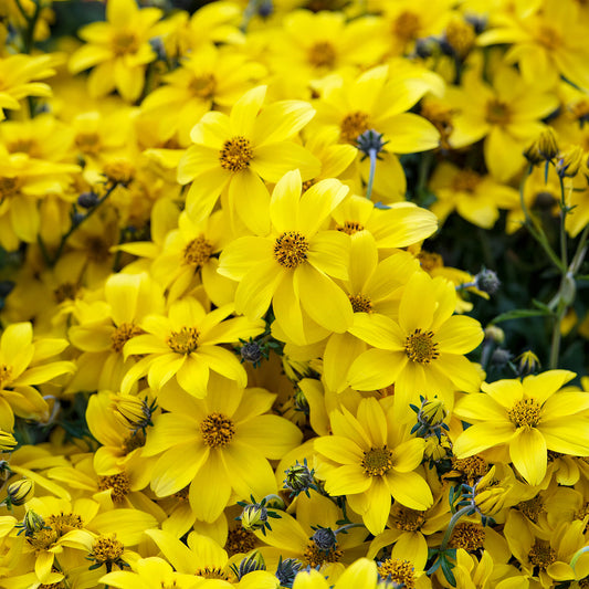 Bidens 'Yellow Charm' Carry Pack