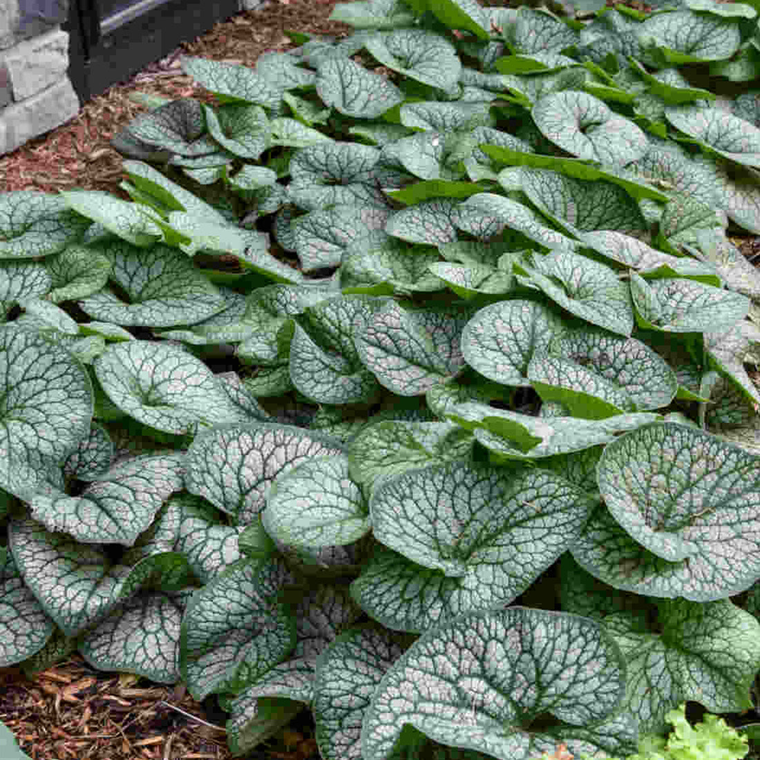 Brunnera macrophylla | Outdoor Plants – Gardeners Dream