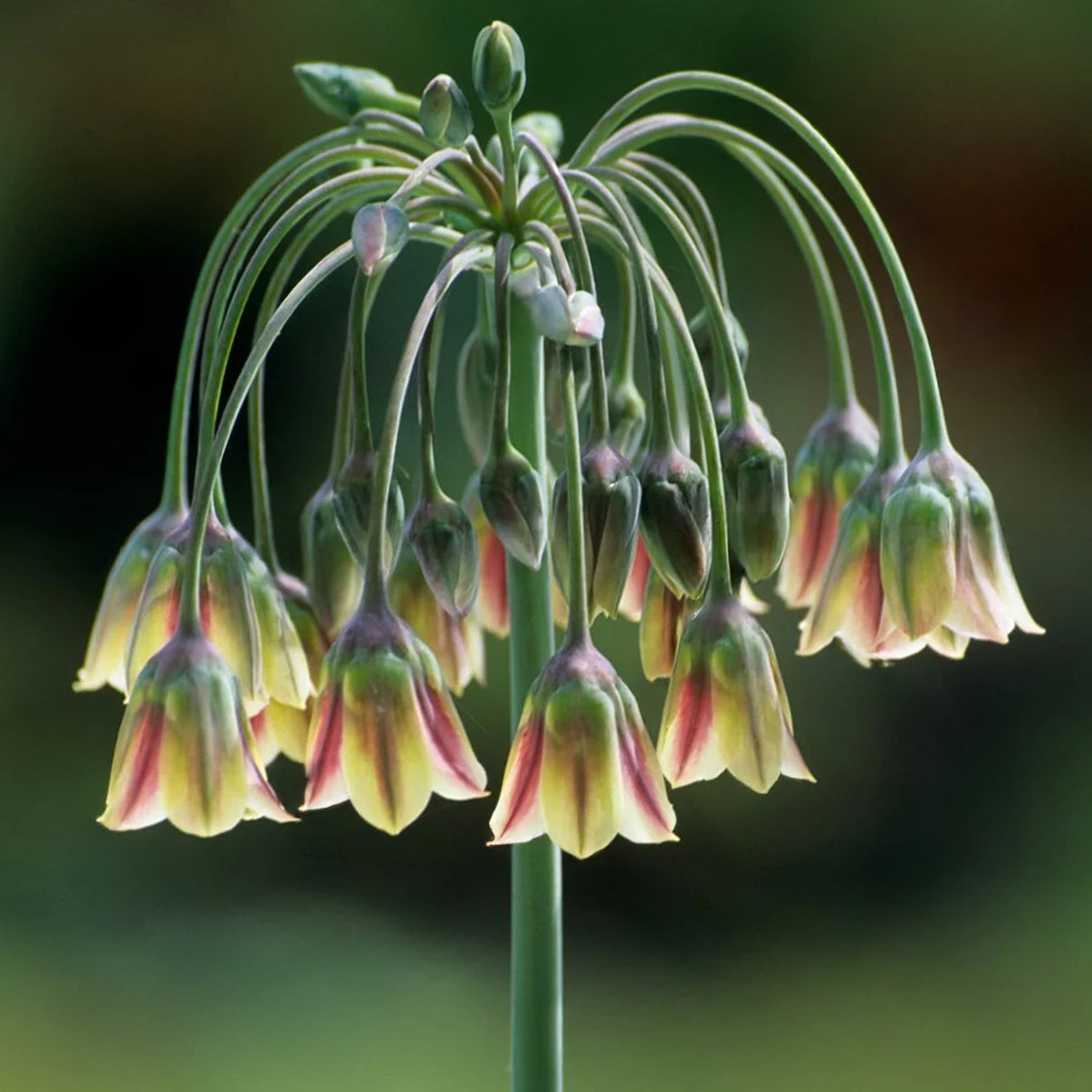 Allium Siculum Sicilian Honey Garlic Gardeners Dream allium-siculum-sicilian-honey-garlic-gardeners-dream