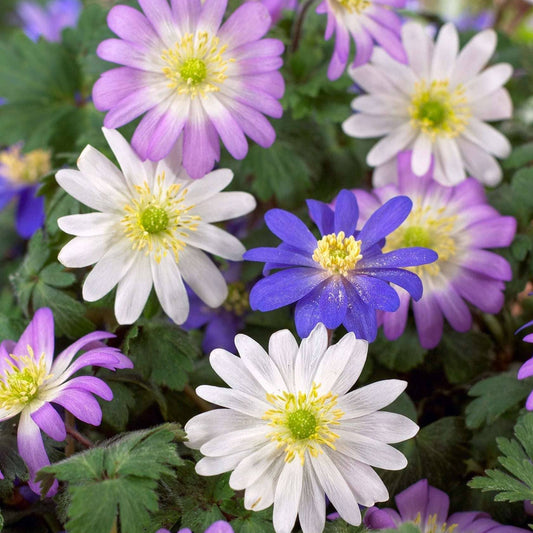 Anemone blanda Garden Mix