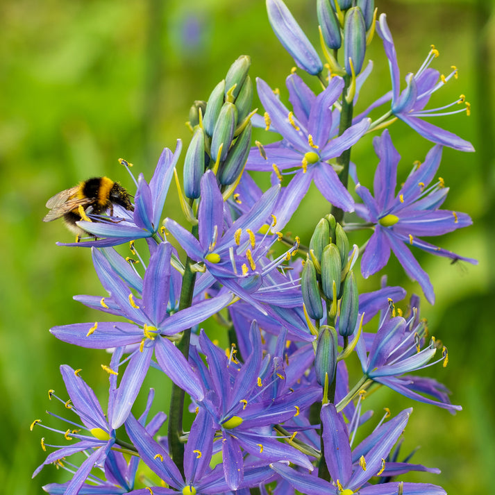 Camassia quamash | Quamash – Gardeners Dream