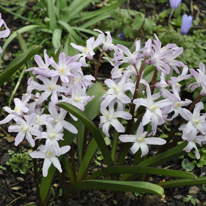 Chionodoxa Garden Mix | Glory of the Snow – Gardeners Dream