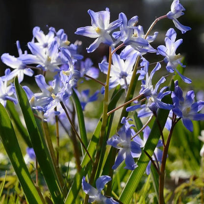Chionodoxa forbesii | Glory of the Snow – Gardeners Dream