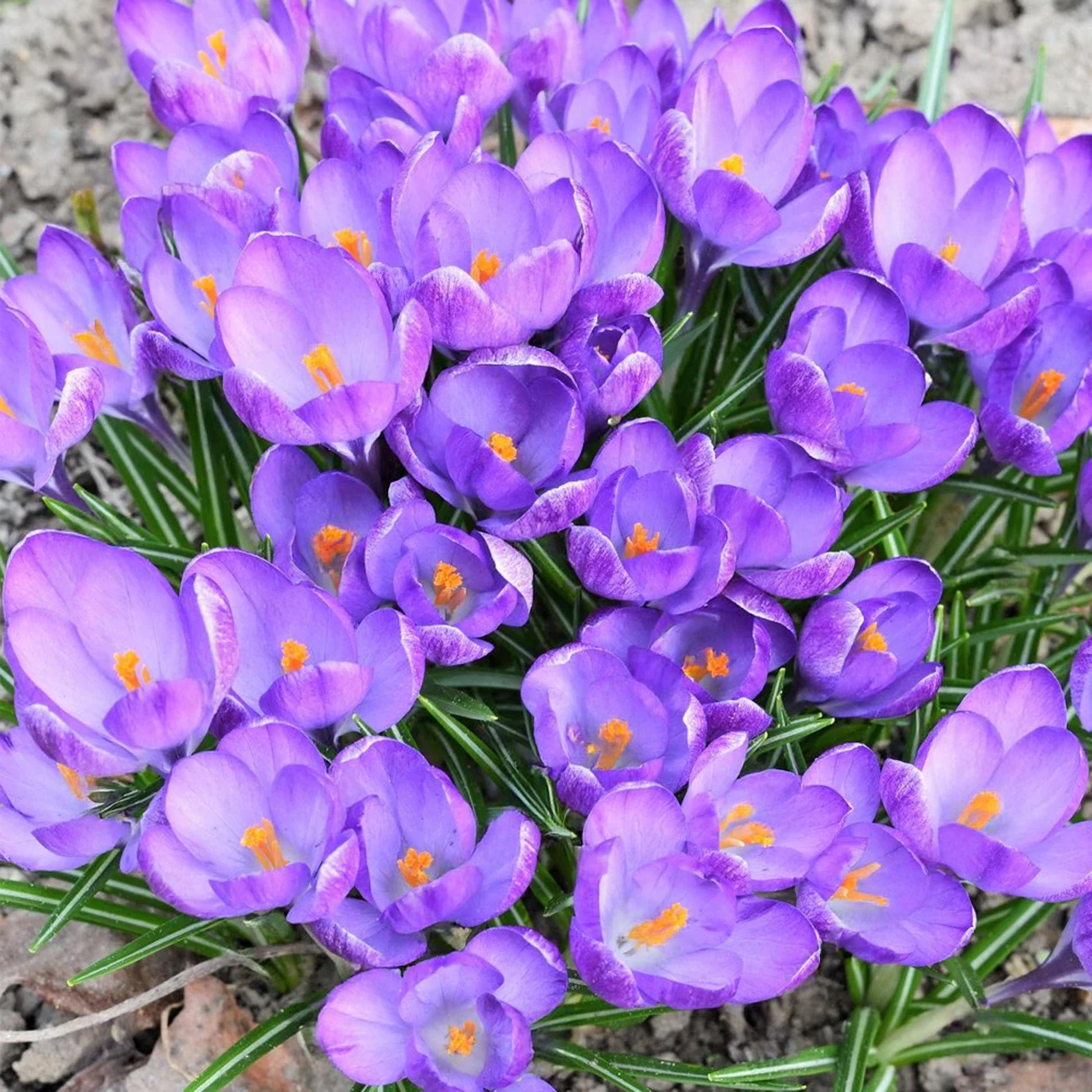Crocus Sativus 90mg - Farmacia de manipulação I Homeopatia e Formulas Crocus Sativus 90mg - Farmacia de manipulação I Homeopatia e Formulas