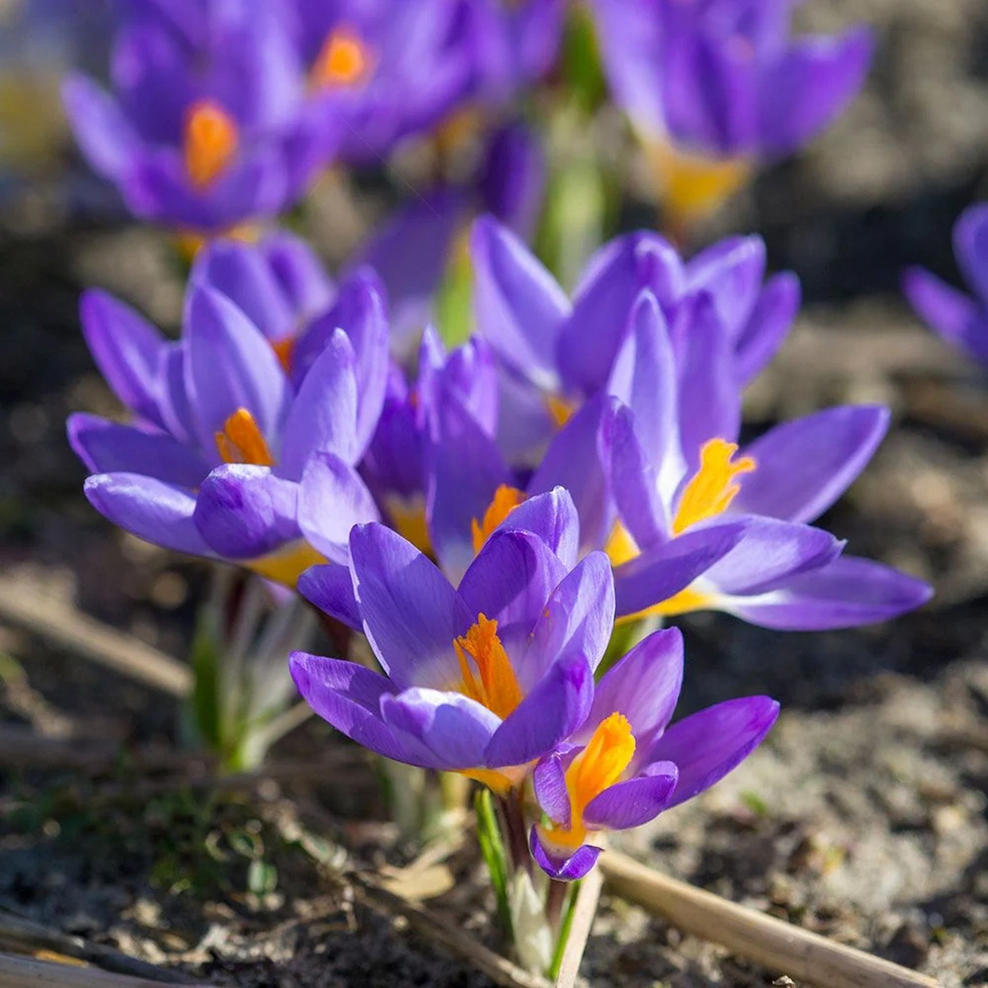Crocus Bukbs Crocus Bulbs | Purple, Yellow & White Crocuses | Gardeners Dream