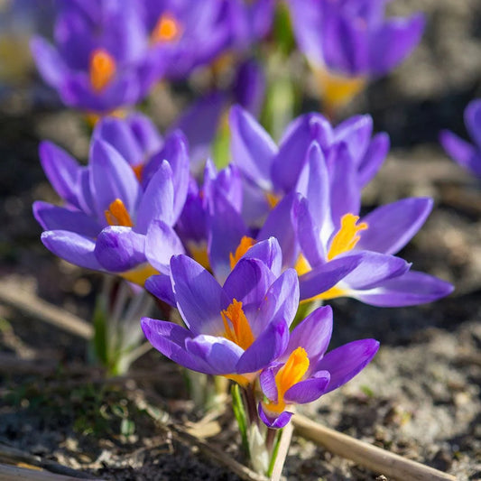 Crocus sieberi subsp. sublimis 'Tricolor'