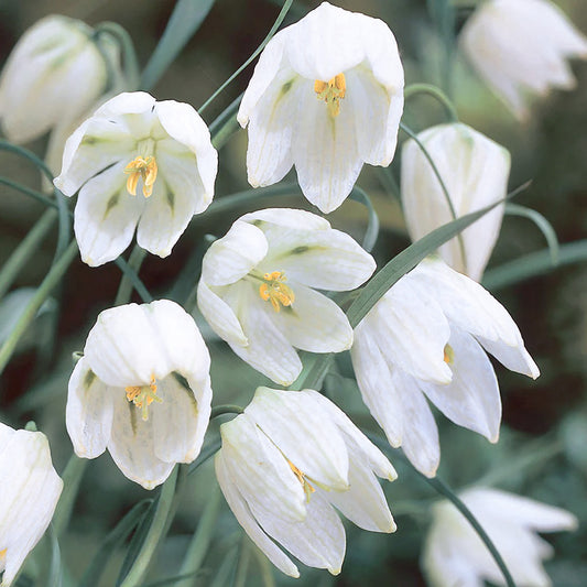 Fritillaria Meleagris 'Alba'