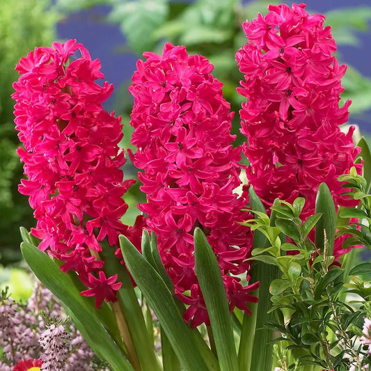 Hyacinthus orientalis 'Jan Bos'