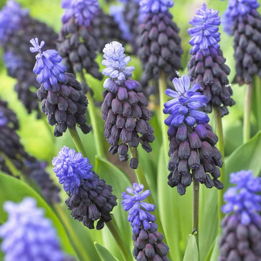 Muscari latifolium