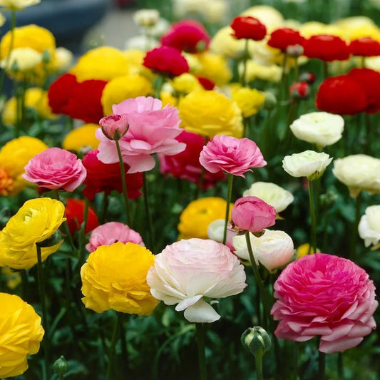 Ranunculus Garden Mix