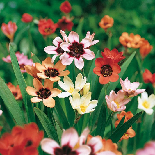 Sparaxis Garden Mix