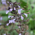 Calamintha 'Blue Cloud'