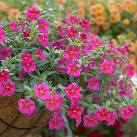 Calibrachoa Pink Carry Pack