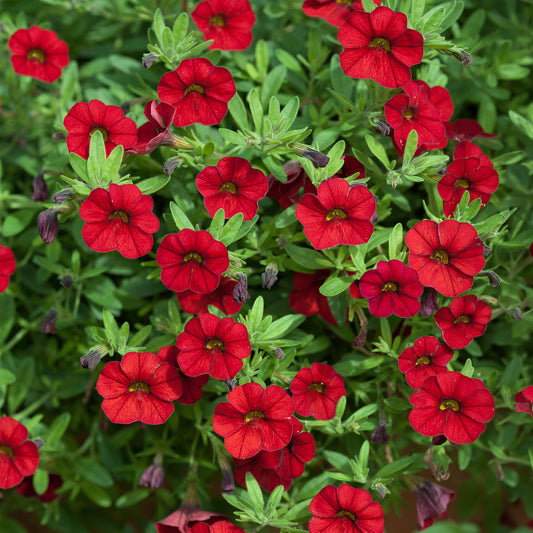 Calibrachoa Red Carry Pack