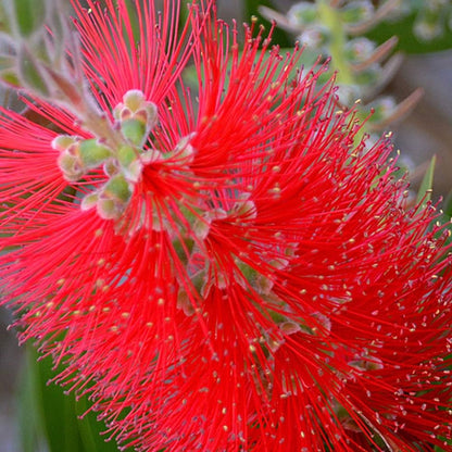 Callistemon 'Amarette' Patio Tree | Bottlebrush Tree – Gardeners Dream