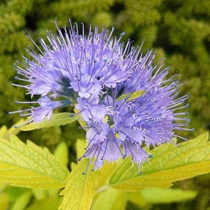 Caryopteris 'Worcester Gold' | Bluebeard – Gardeners Dream