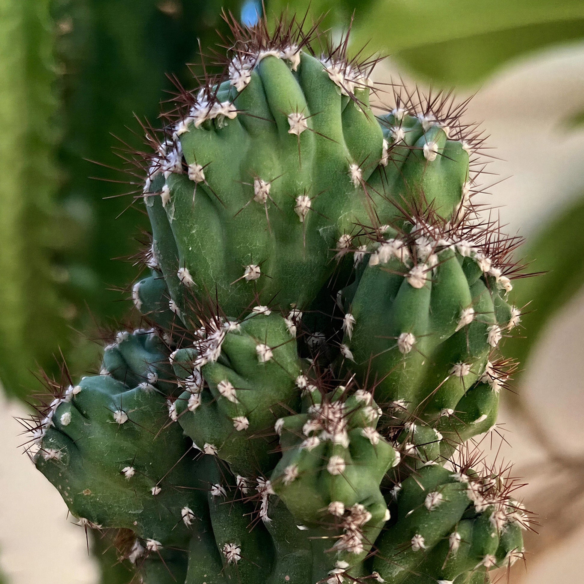 Cereus repandus Blue Cactus