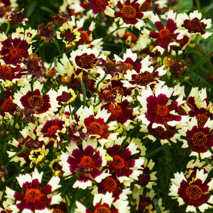 Coreopsis 'Ruby Frost' | Tickseed – Gardeners Dream