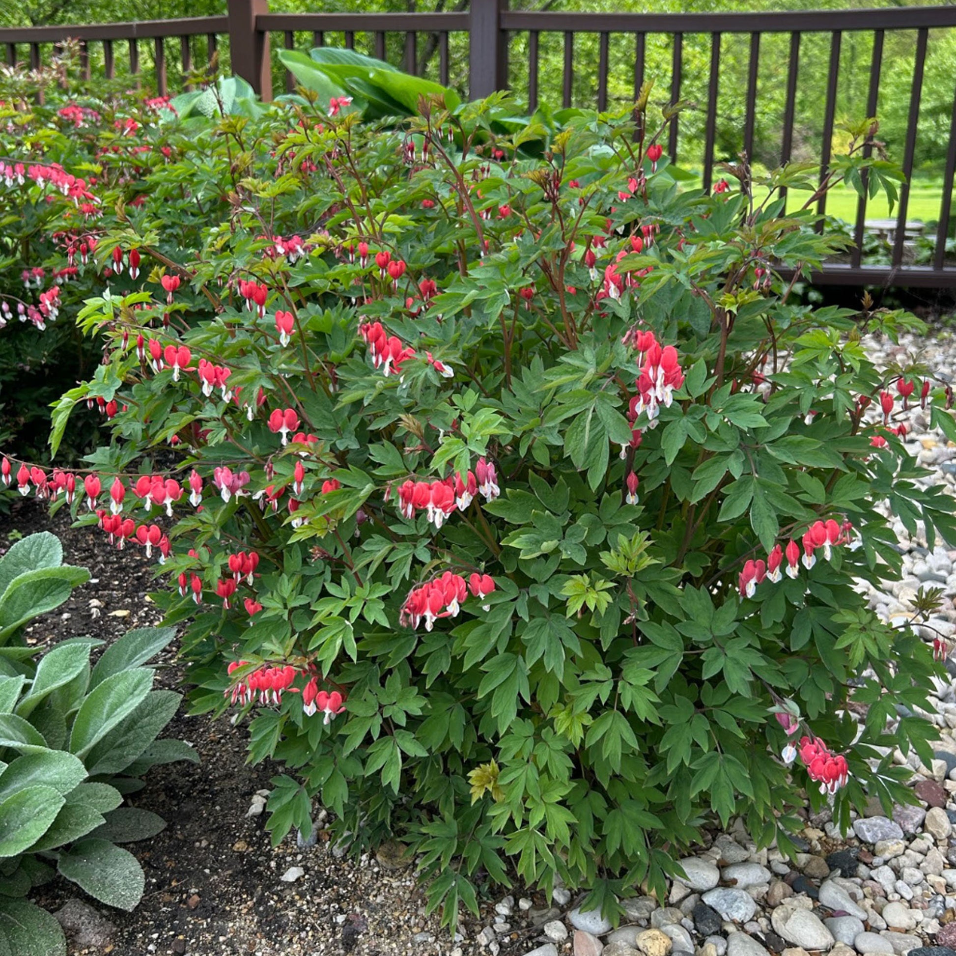 Dicentra spectabilis | Outdoor Plants – Gardeners Dream