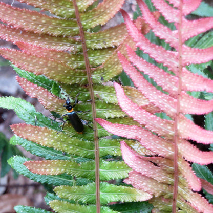 Doodia aspera | Prickly Rasp Fern – Gardeners Dream