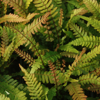 Doodia media | Common Rasp Fern – Gardeners Dream
