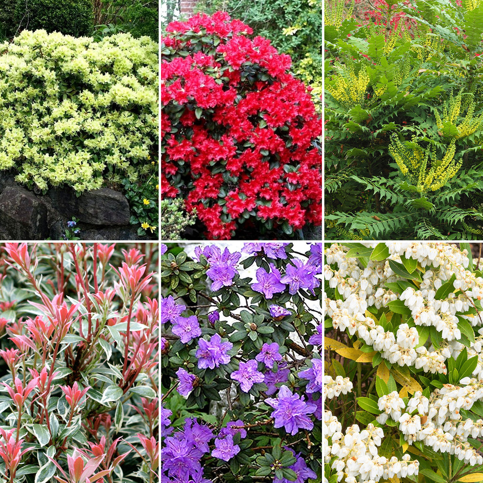 Shrub Mix Module Evergreen Shrub Mix | Mixed Varieties – Gardeners Dream