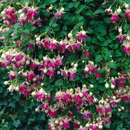 Fuchsia 'Eva Boerg' Carry Pack