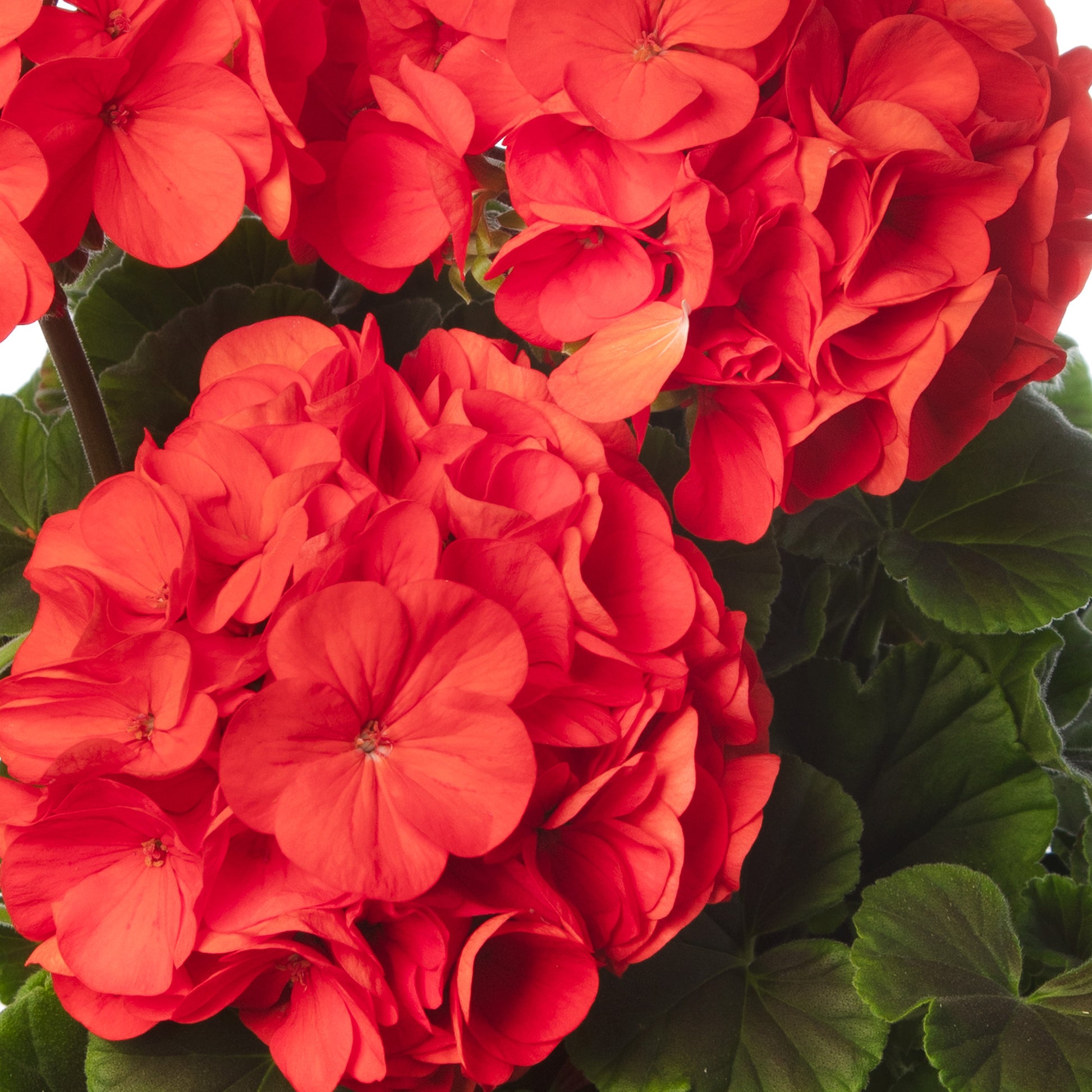 bullseye geranium seeds Geranium Bullseye Red Bedding Plants
